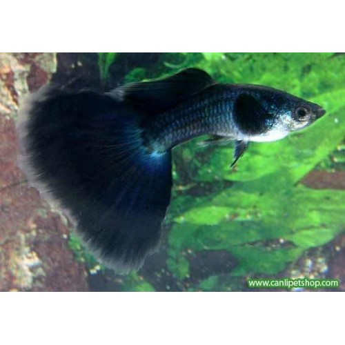 Lepistes Moscov Black 1 Ad Dişi 3-4 Cm
