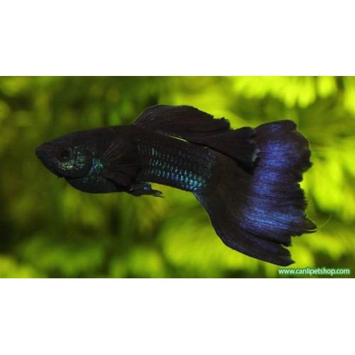 Lepistes Moscov Black 1 Ad Erkek 3-4 Cm