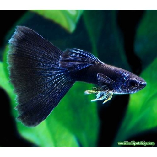 Lepistes Moscov Black 1 Ad Dişi 3-4 Cm