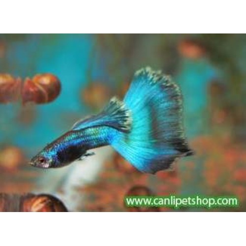 Lepistes Moscov Blue 1 Ad Erkek 3-4 Cm