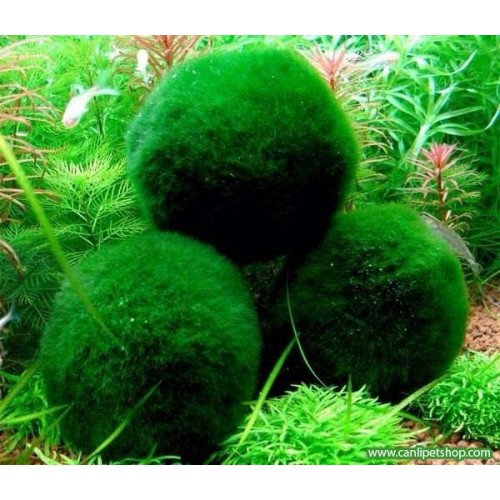 Yosun Topu (Moss Ball) 1 Ad Çap 3-4 Cm