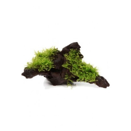 Moss "Yati Köküne Sarılı Java Moss"