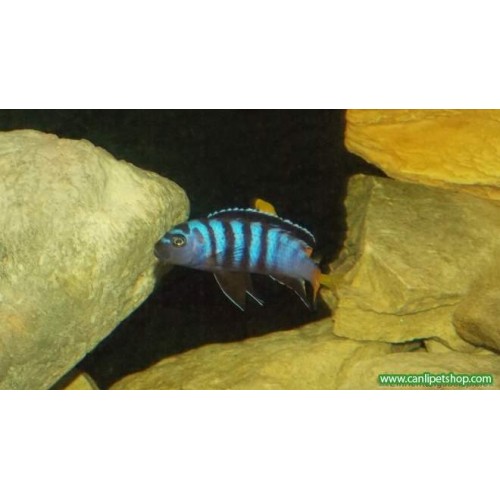 Mpanga Ciklet 10 Adet 1-2 Cm
