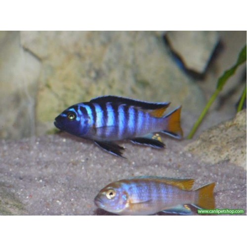 Mpanga Ciklet 2 Ad  3-5 Cm