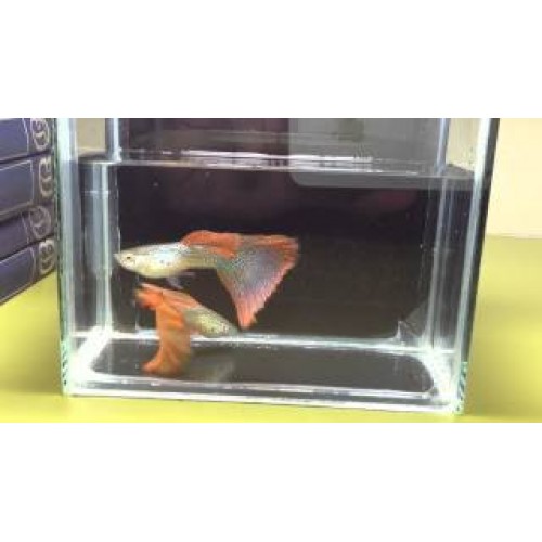 Lepistes Red Lace Snakeskin 1 Ad Dişi 4-5 Cm