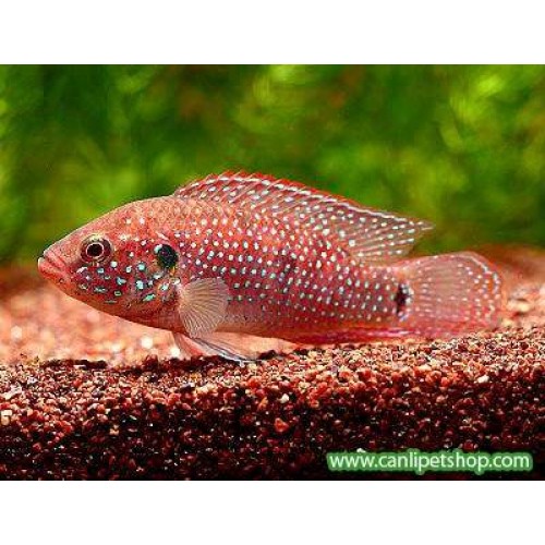 Mücevher Ciklet 10 Adet 2-3 Cm