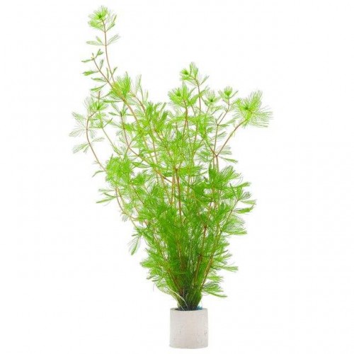 Myriophyllum spicatum 5 kök Tilki Kuyruğu