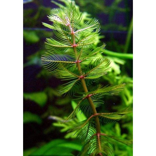 Myriophyllum spicatum 10 kök Tilki Kuyruğu