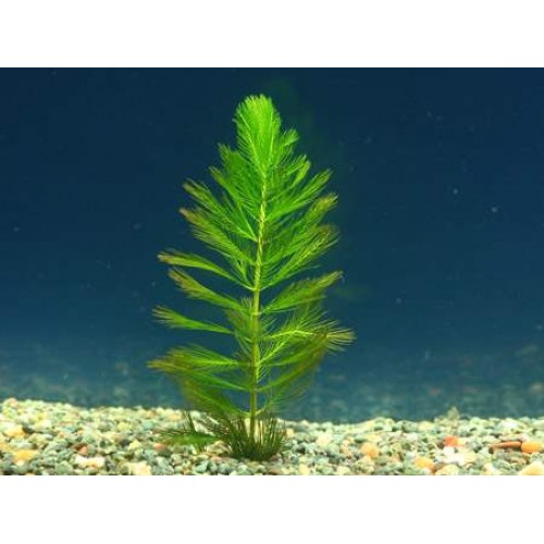 Myriophyllum spicatum 20 kök Tilki Kuyruğu