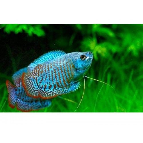 Gurami Cüce Neon-Kırmızı 1 Adet 2-4 Cm