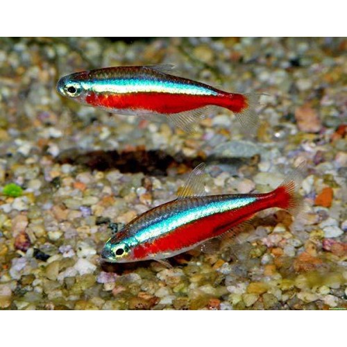 Tetra Neon Kardinal 5 Adet 1.5-2 Cm