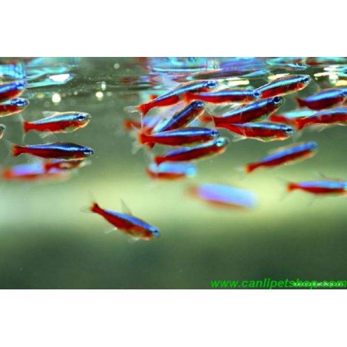 Tetra Neon Kardinal 5 Adet 1.5-2 Cm