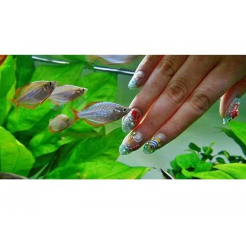 Gökkuşağı Neon Renk Rainbow 3 Ad 3-4 cm