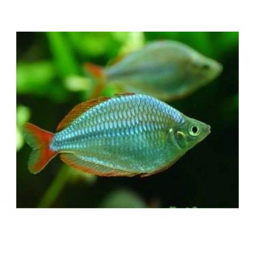 Gökkuşağı Neon  Renk  Rainbow 1 Ad Yetişkin 4-5 Cm