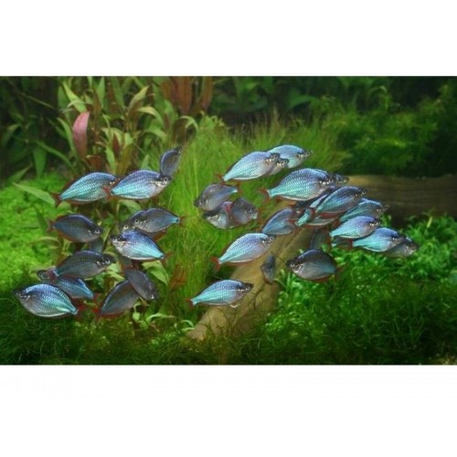 Gökkuşağı Neon  Renk  Rainbow 1 Ad Yetişkin 4-5 Cm