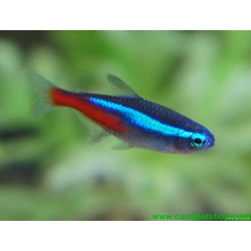Tetra Neon 1 Ad 1.5-2 Cm