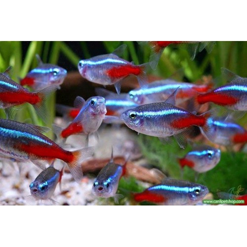 Tetra Neon 1 Ad 1.5-2 Cm