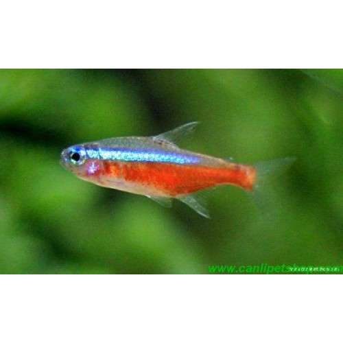 Sipariş Tetra Neon 20 Ad 1.5-2 Cm