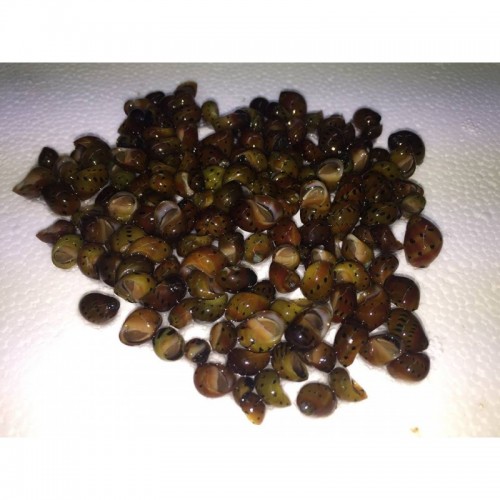 Nerite Salyangoz Minyatür 10 Adet 3-5 Mm-Canlı-  Yosun Canavarı