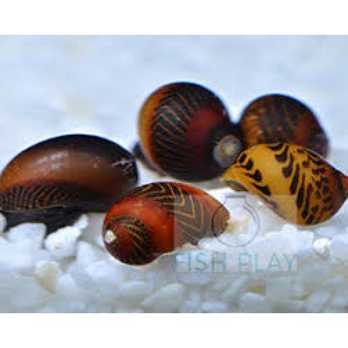 Nerite Salyangoz Oring 1 Ad 1-3 Cm