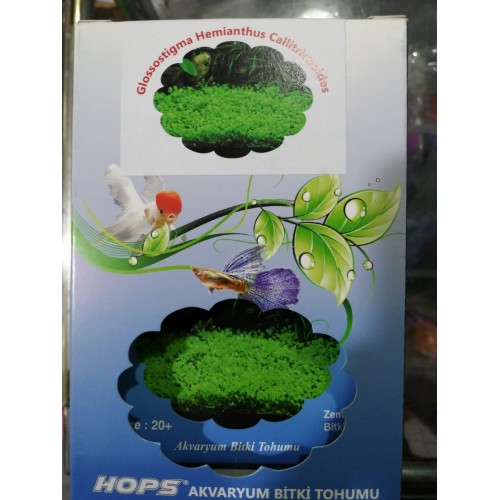 HOPS CANLI BİTKİ TOHUMU GLOSSOSTİGMA HEMİANTHUS CİLLİDRİCHSİDES