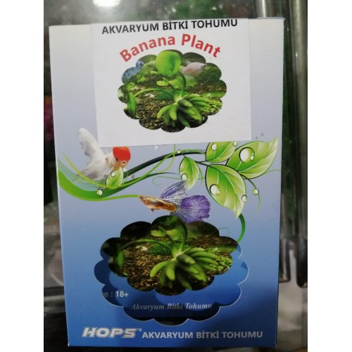 HOPS CANLI BİTKİ TOHUMU BANANA PLANT 