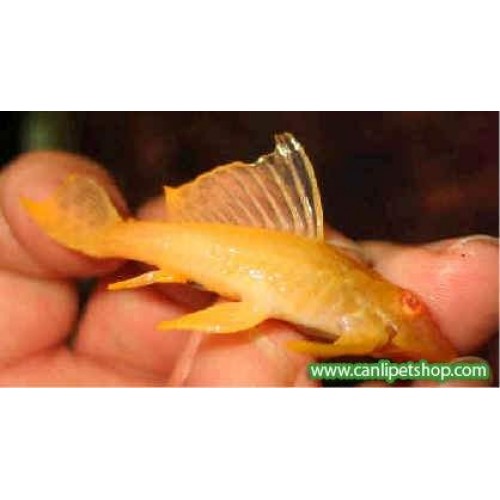 Vatoz Normal Albino 1 Ad 5-7 Cm