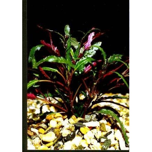 Hemigraphis Repanda / Ejder Dili 10 Kök 8-10 Cm