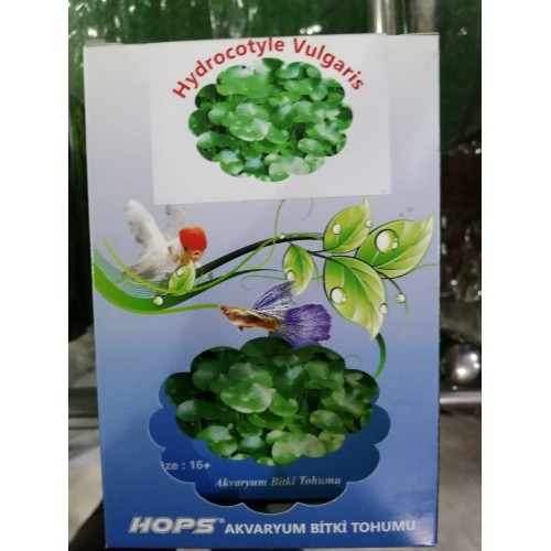 HOPS CANLI BİTKİ TOHUMU HYDROCOTYLE VULGARİS