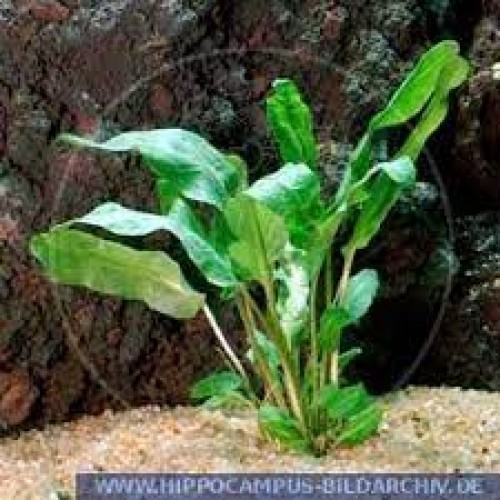 Ottelia Ulvifolia Akvaryum Bitkisi 5 Kök 1 Saksı