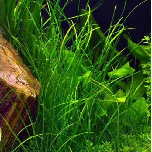 Ophiopogon japonicus Uzun 1 Saksı 10-12 Cm 3 Kök