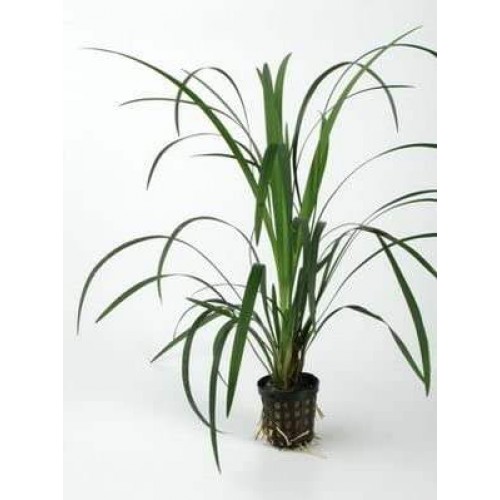 Ophiopogon japonicus Uzun 1 Saksı 10-12 Cm 3 Kök