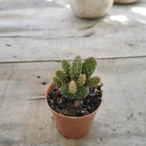 Kaktüs,Opuntia -Canavar Kaktus