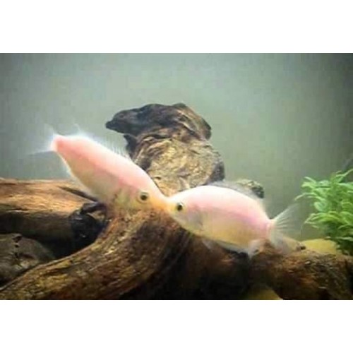 **Sipariş** Gurami Öpüşen 1 Adet 4-5 Cm