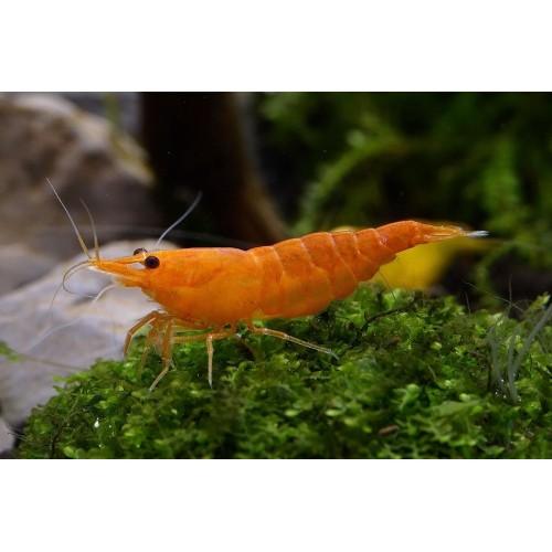 Turuncu Sakura Karides 4 Adet 1-2 Cm