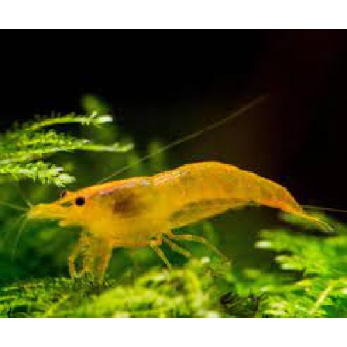 Turuncu Sakura Karides 4 Adet 1-2 Cm