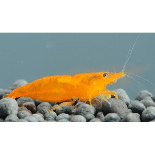 Turuncu Sakura Karides 5 Adet 1-2 Cm Anaç