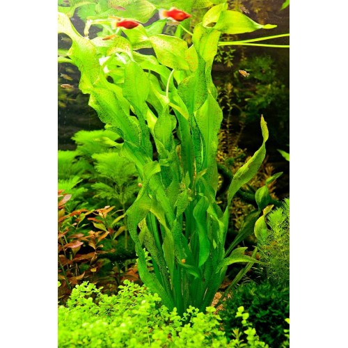 Ottelia Ulvifolia Akvaryum Bitkisi 5 Kök 1 Saksı
