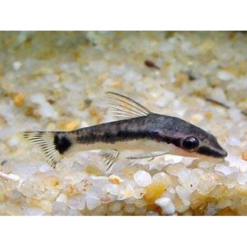 Yosun Yiyici Otocinclus Afinis 1 Adet 3-4 Cm