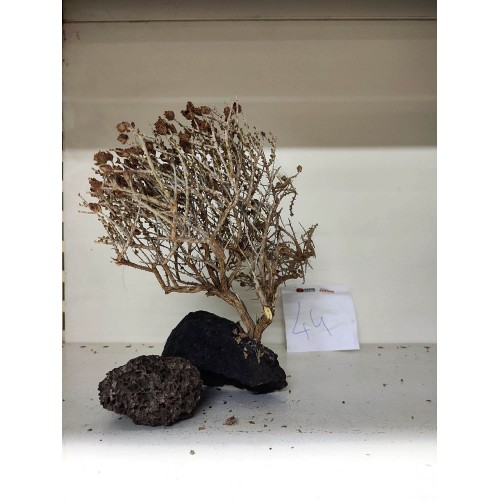 Özel Tasarım Akvaryum Dekoratif Ağaç Kaya 22*24 Cm No 44
