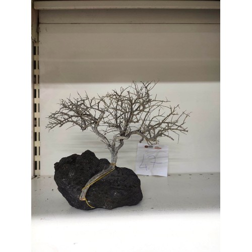 Özel Tasarım Akvaryum Dekoratif Ağaç Kaya 23*29 Cm No 47