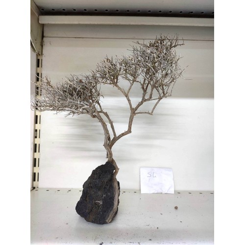 Özel Tasarım Akvaryum Dekoratif Ağaç Kaya 33*33 Cm No 54