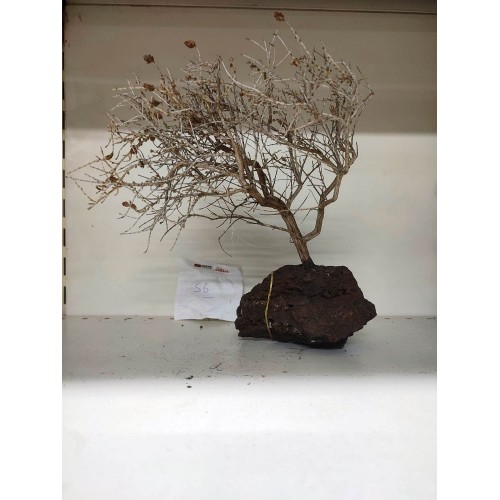 Özel Tasarım Akvaryum Dekoratif Ağaç Kaya 27*27 Cm No 56