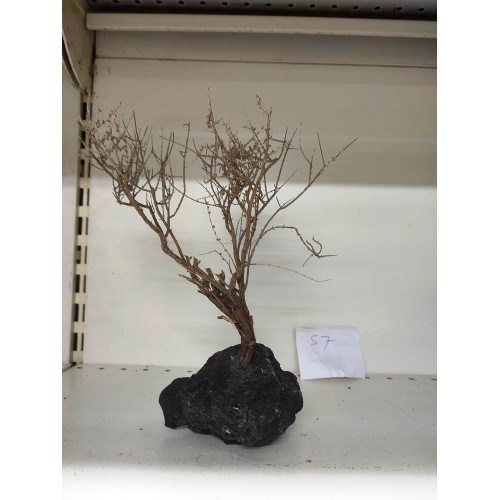 Özel Tasarım Akvaryum Dekoratif Ağaç Kaya 27*25 Cm No 57