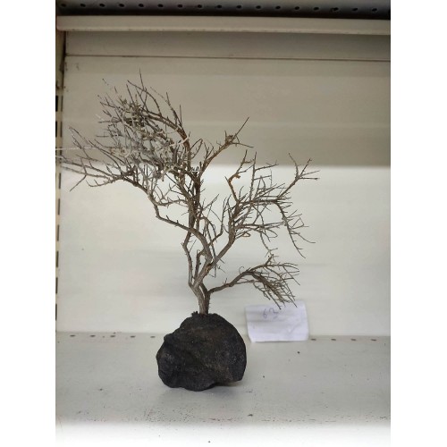 Özel Tasarım Akvaryum Dekoratif Ağaç Kaya 24*24Cm No 62