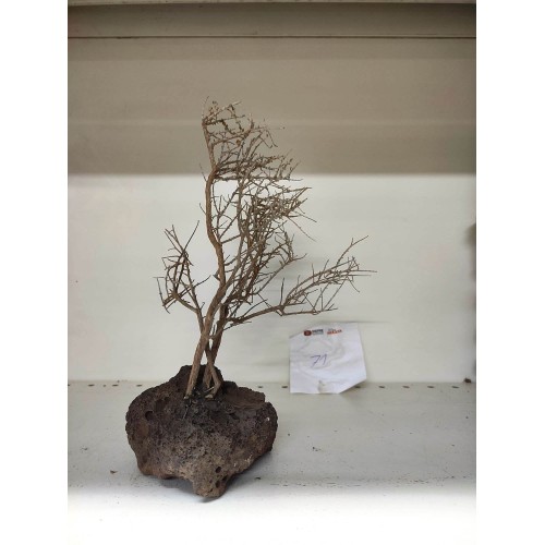 Özel Tasarım Akvaryum Dekoratif Ağaç Kaya 25*20Cm No 71