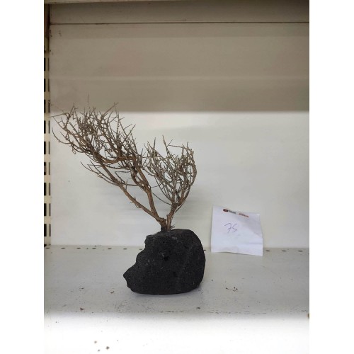 Özel Tasarım Akvaryum Dekoratif Ağaç Kaya 27*17 Cm No 75