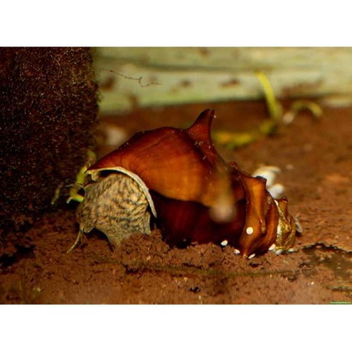 Boynuzlu Salyangoz Pogoda 1 Ad 3-5 Cm