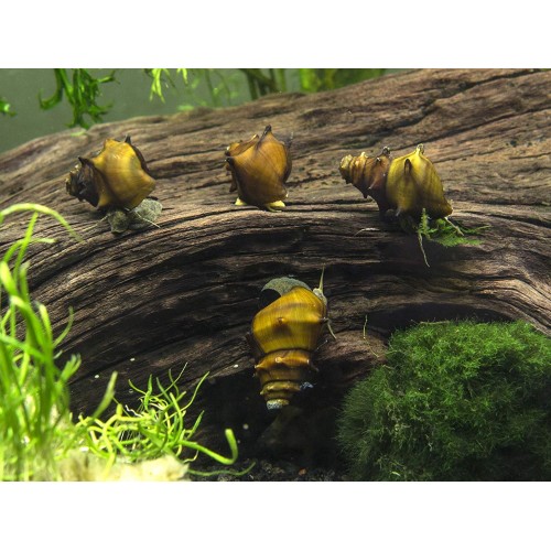 Boynuzlu Salyangoz Pogoda 1 Ad 3-5 Cm