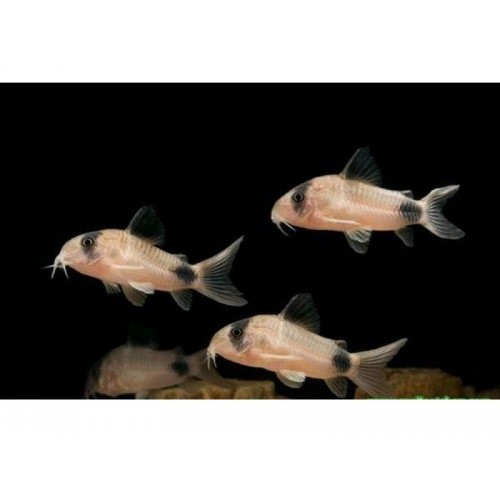 Çöpçü Panda 1 Adet 2-4 Cm